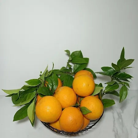 Hébergement de vacances Clio's House - Mondello