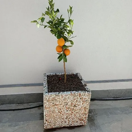 Clio's House - Mondello